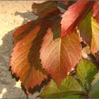 Der Herbst wirft seine Schatten