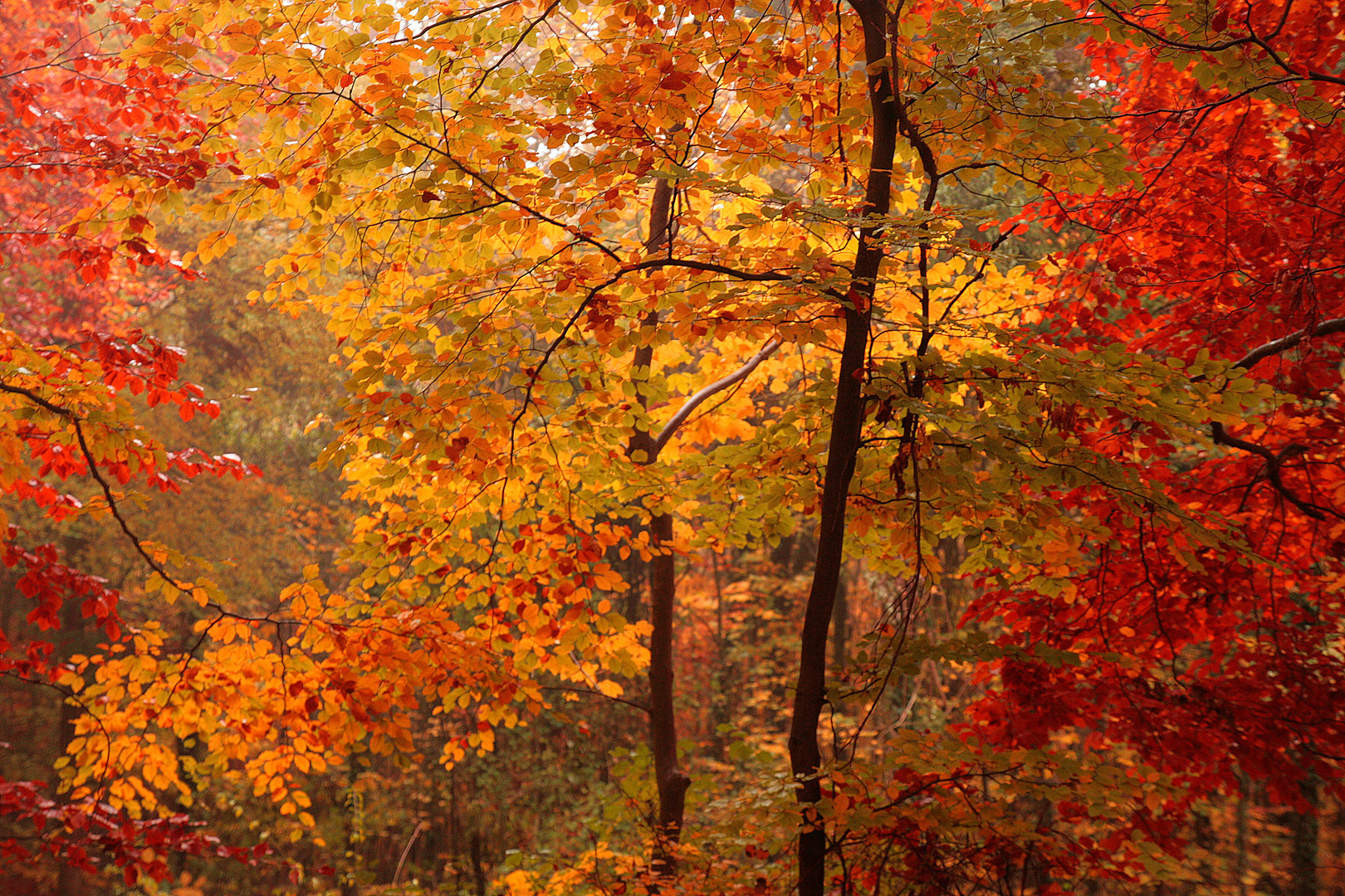 Der Herbst Z*A*U*B*E*R*