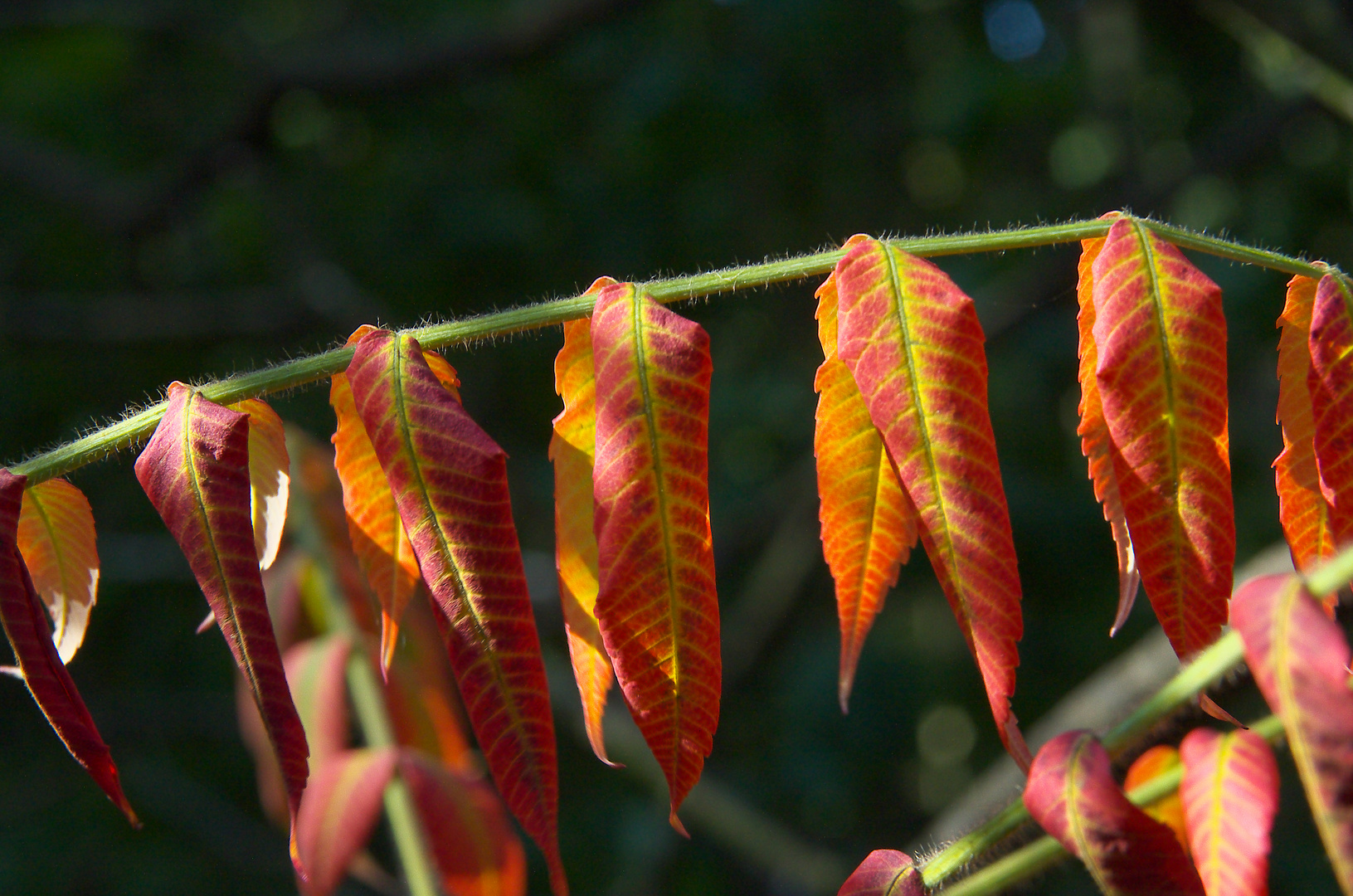 Der Herbst zeigt Farbe