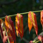 Der Herbst zeigt Farbe