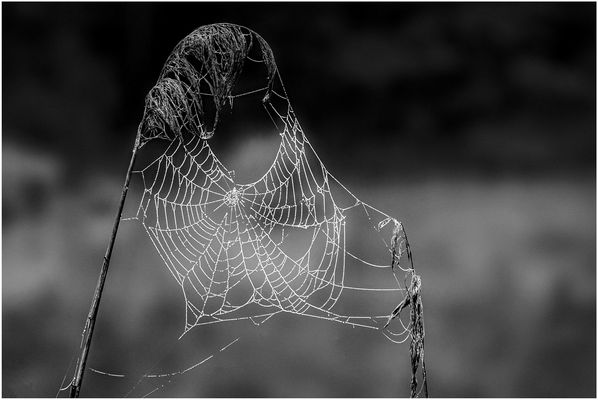 Der Herbst zeigt Flagge