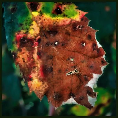  Der Herbst zeigt Gesicht