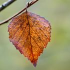 Der Herbst zeigt Herz