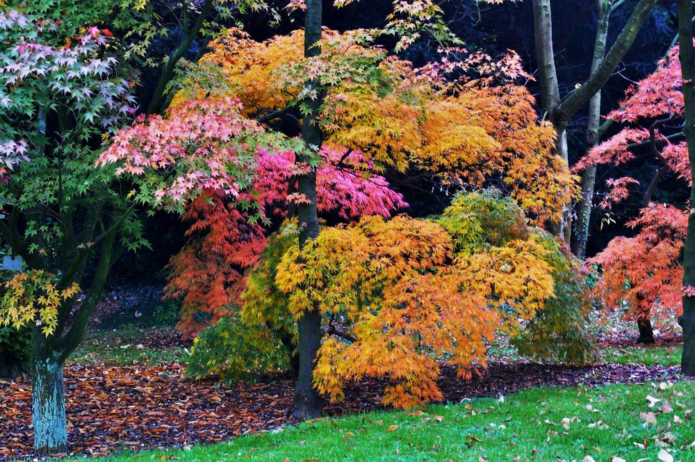 Der Herbst zeigt hier sein schönes buntes Gesicht