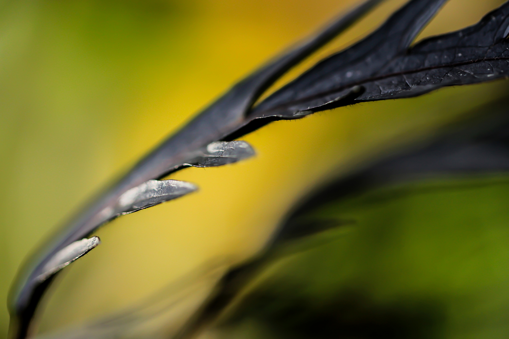 Der Herbst zeigt Profil