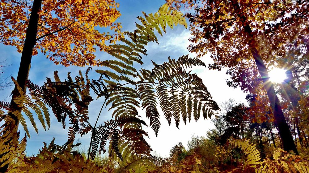 Der Herbst zeigt sein schönstes Gesicht