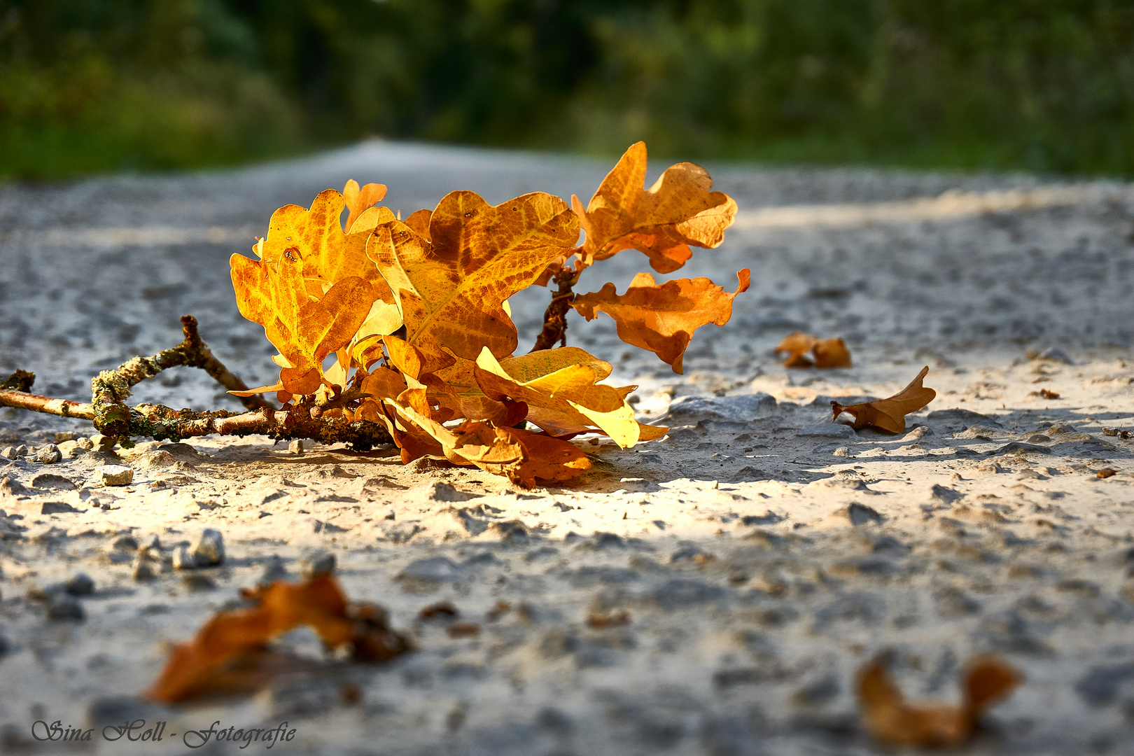 Der Herbst zeigt seine ersten Farben