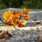 Der Herbst zeigt seine ersten Farben