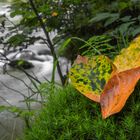 Der Herbst zeigt seine Farbpracht