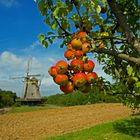 Der Herbst zeigt seine schönste Seite