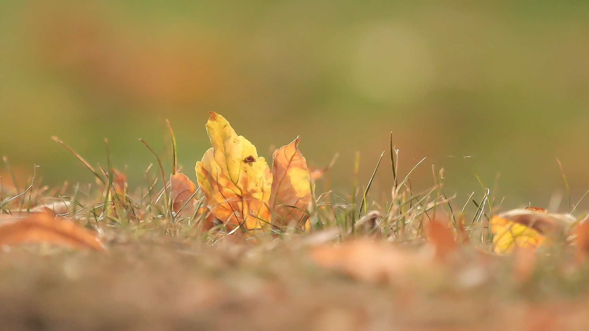 Der Herbst zeigt seine schönsten Farben...