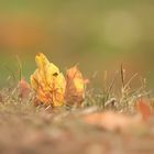 Der Herbst zeigt seine schönsten Farben...