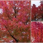 Der Herbst zeigt seine schönsten Farben!