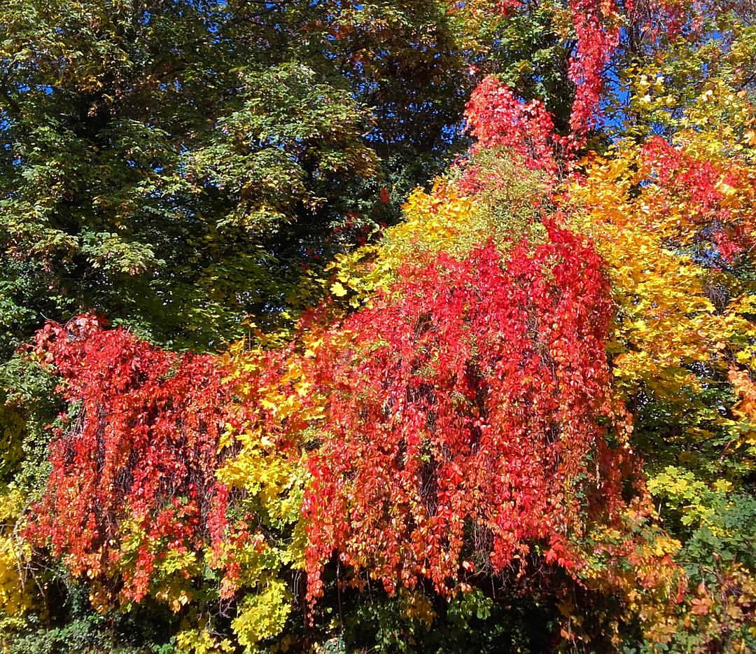 Der Herbst zeigt seine schönsten Farben 