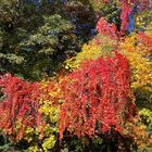 Der Herbst zeigt seine schönsten Farben 