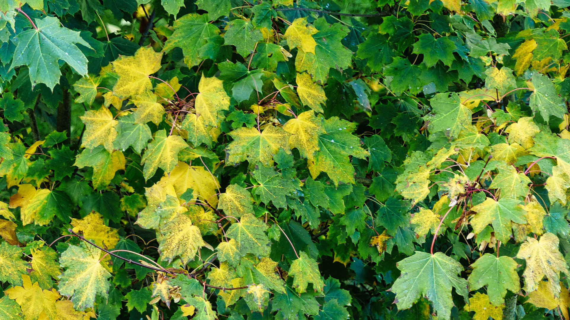 Der Herbst zeigt sich