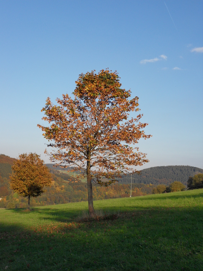 Der Herbst zeigt sich dieses Jahr in tollen Farben