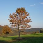 Der Herbst zeigt sich dieses Jahr in tollen Farben