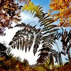 Der Herbst zeigt sich immer stärker (1) - Foto wurde auch im WDR gezeigt ...