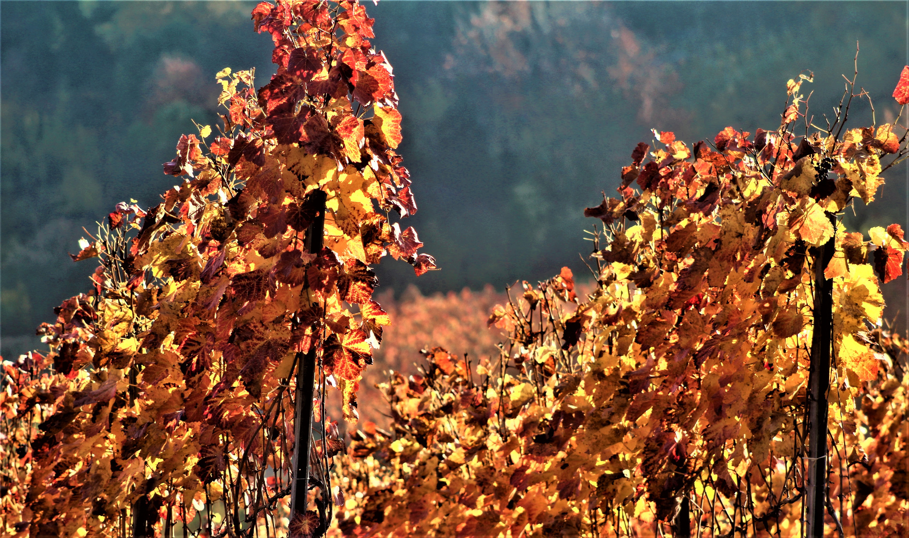 der Herbst zeigt sich in den schönsten Farben