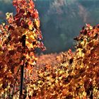 der Herbst zeigt sich in den schönsten Farben