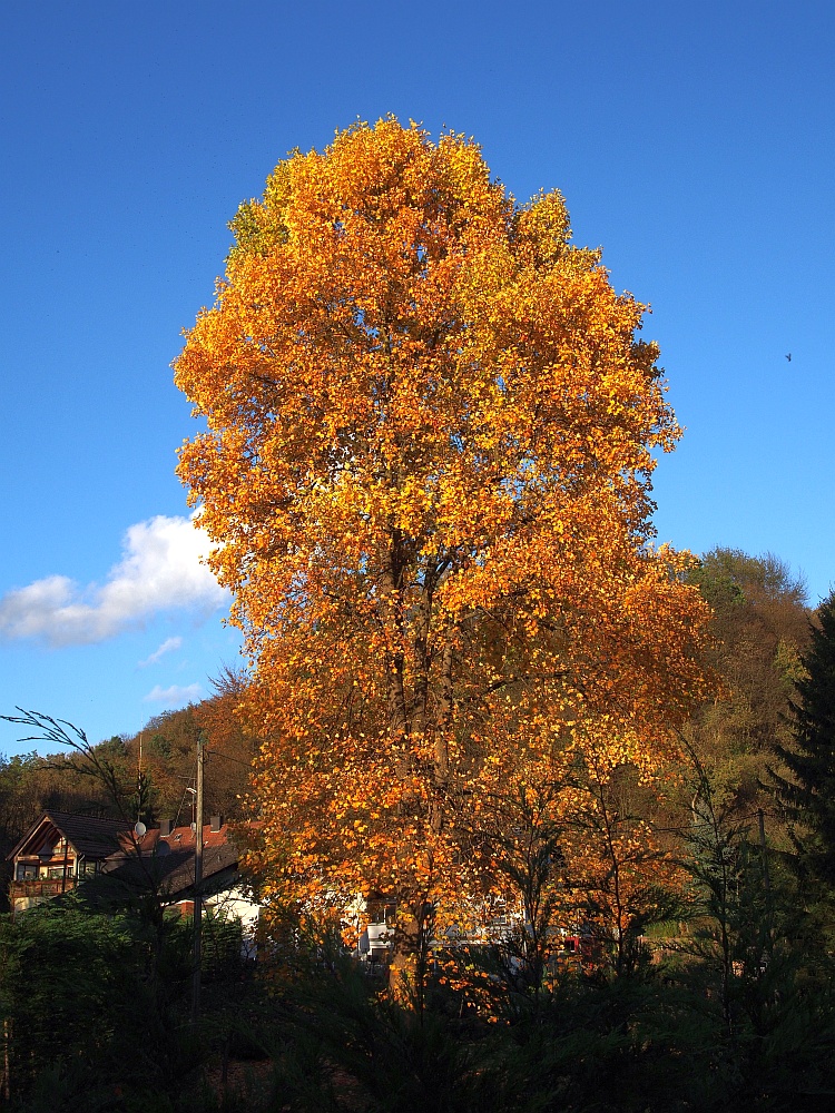 Der Herbst zeigt sich in seiner Farbenpracht.