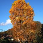 Der Herbst zeigt sich in seiner Farbenpracht.