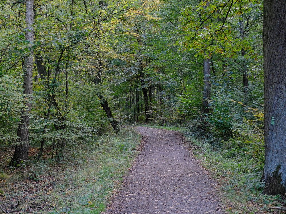 Der Herbst zeigt sich (langsam) im Beverseewald