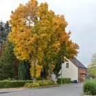 Der Herbst zeigt sich nicht überall im gleichen Tempo ...