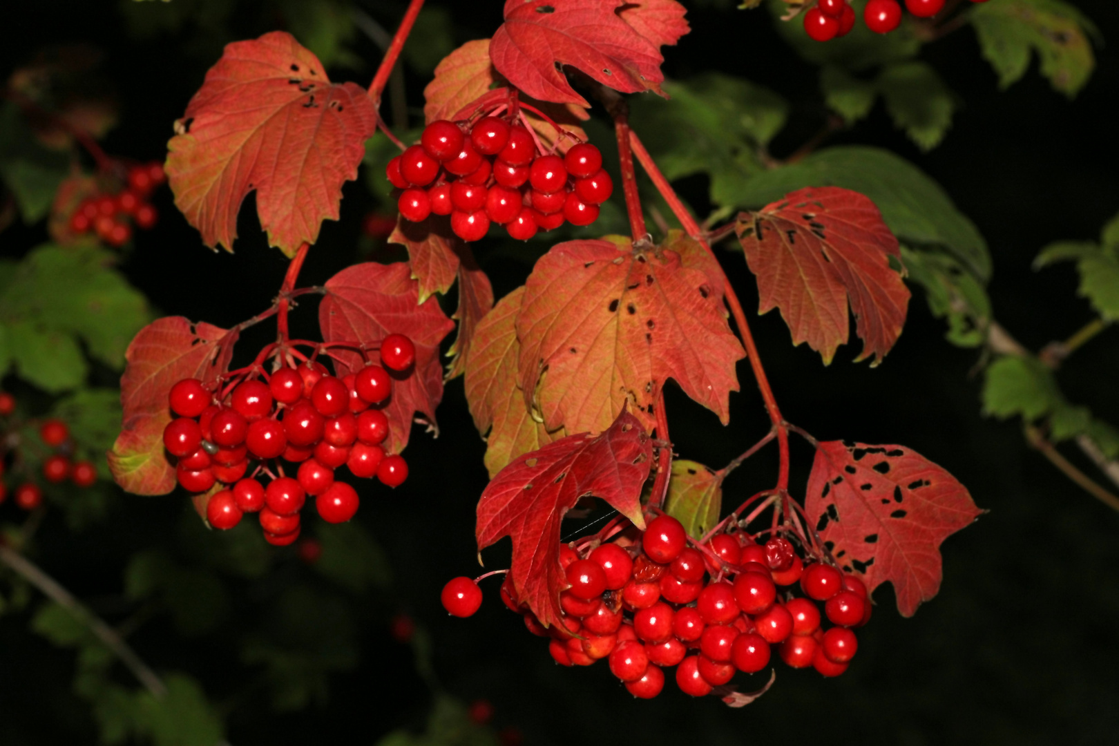 der Herbst zeigt sich schon