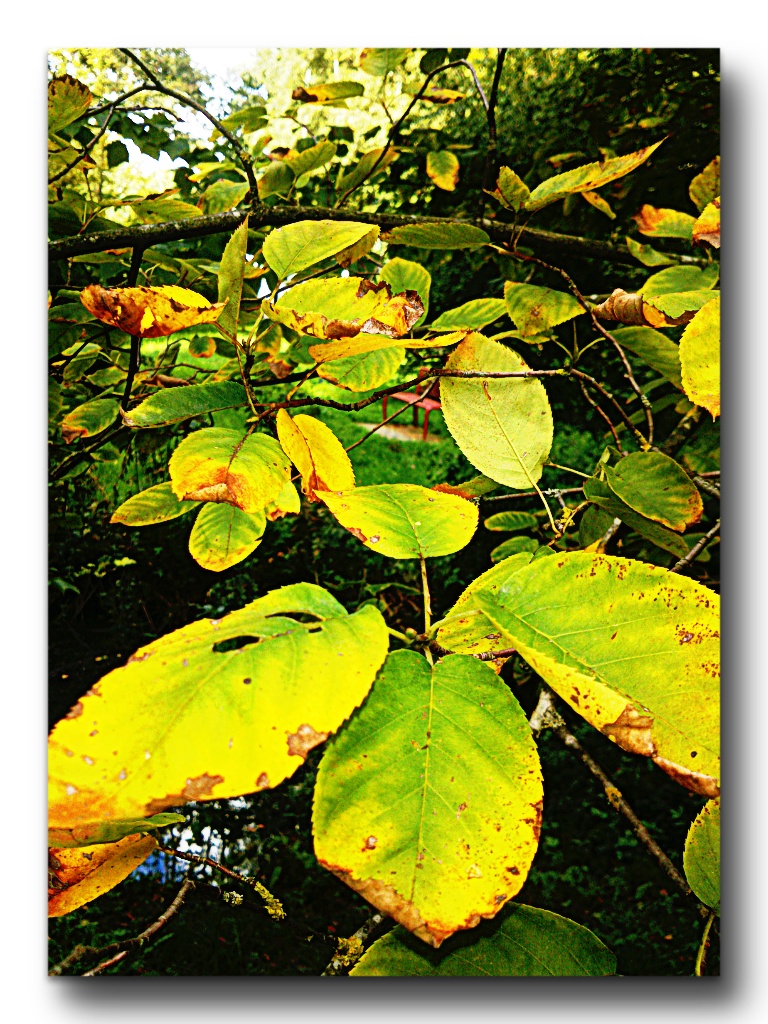 Der Herbst zeigt sich schon mit seinen Farben