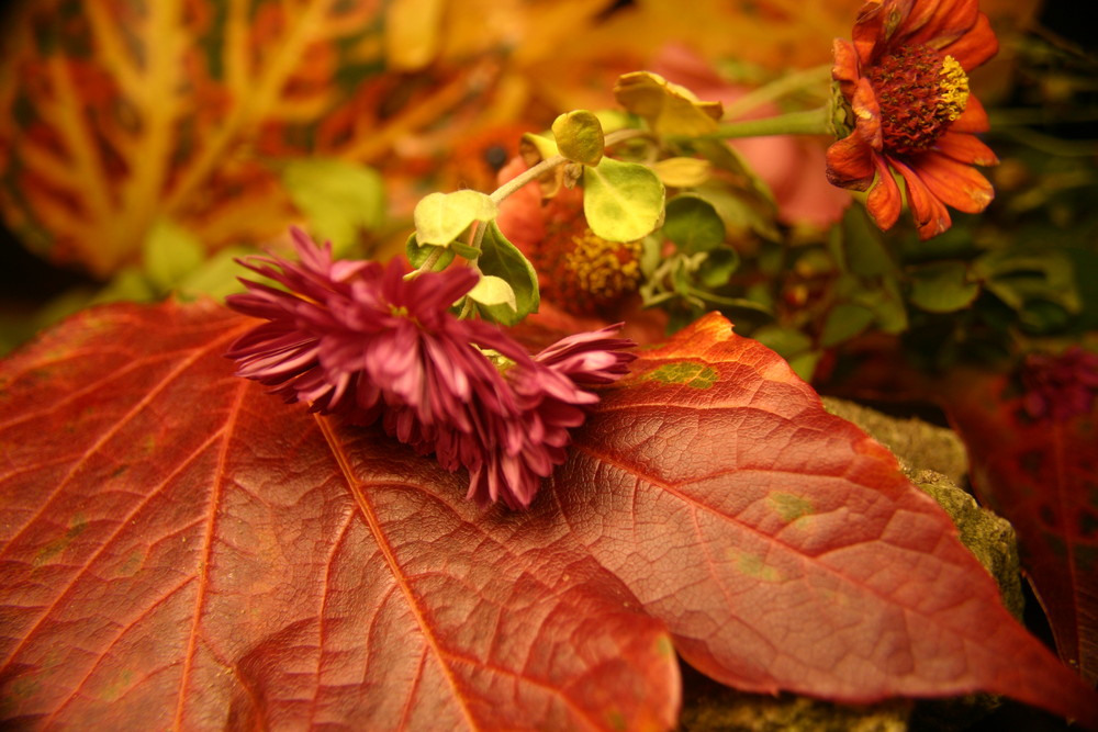 Der Herbst zeigt sich von seiner schönsten Seite