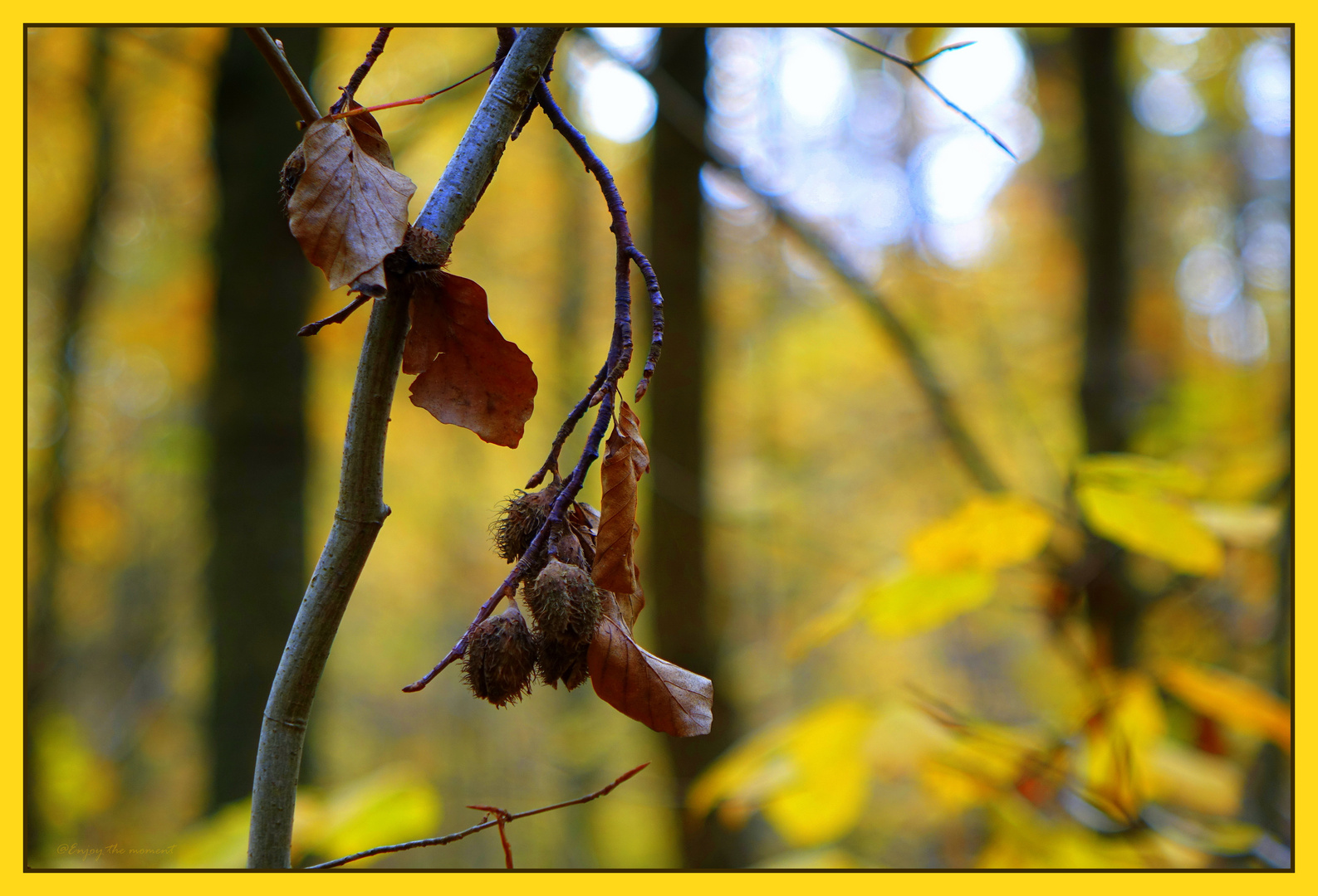 Der Herbst zeigt uns...