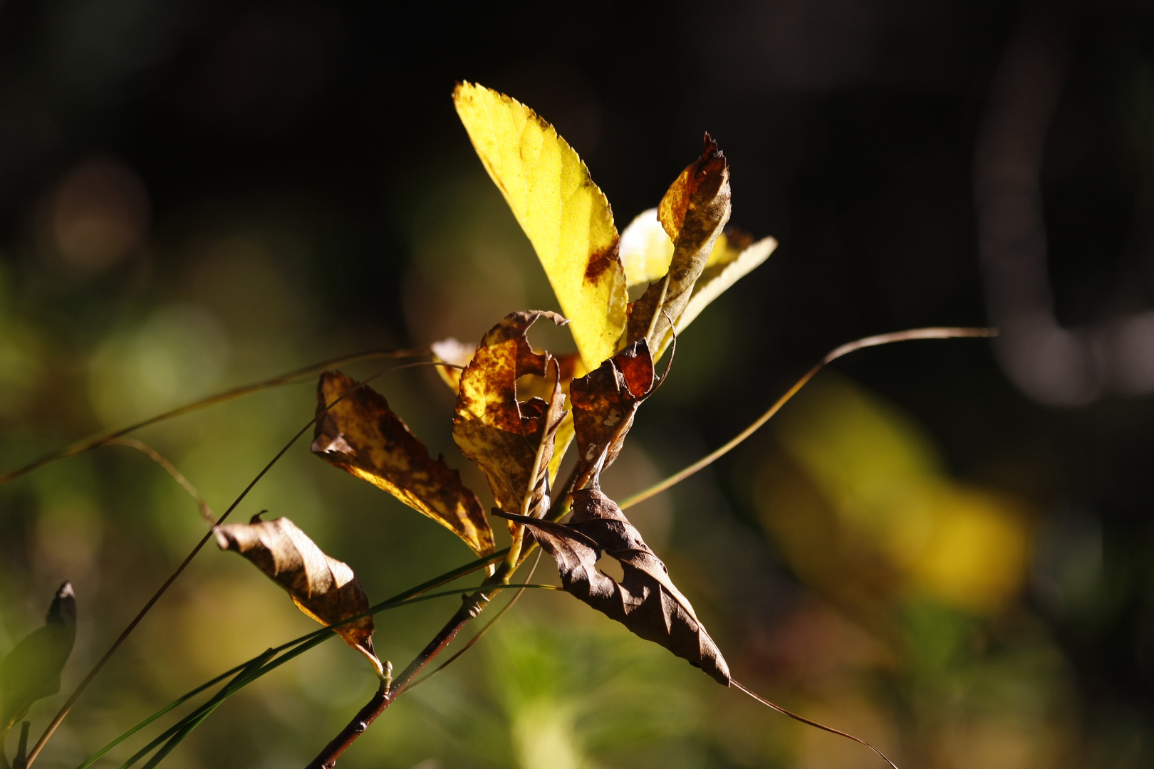 Der Herbst zieht ein