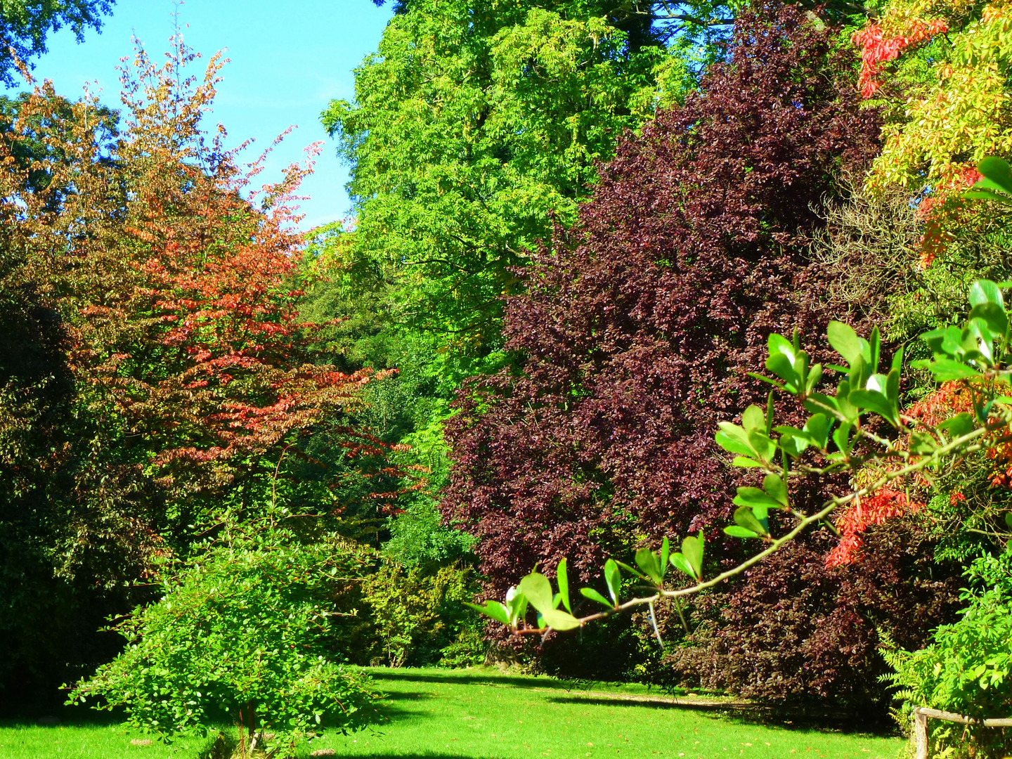 Der Herbst zieht in den Wald