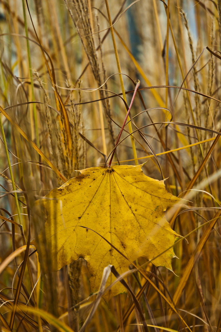 Der Herbst zieht ins Land