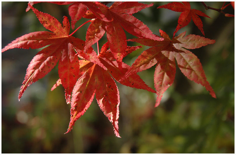 Der Herbst zieht ins Land.