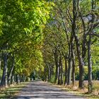 Der Herbst zückt seinen Pinsel