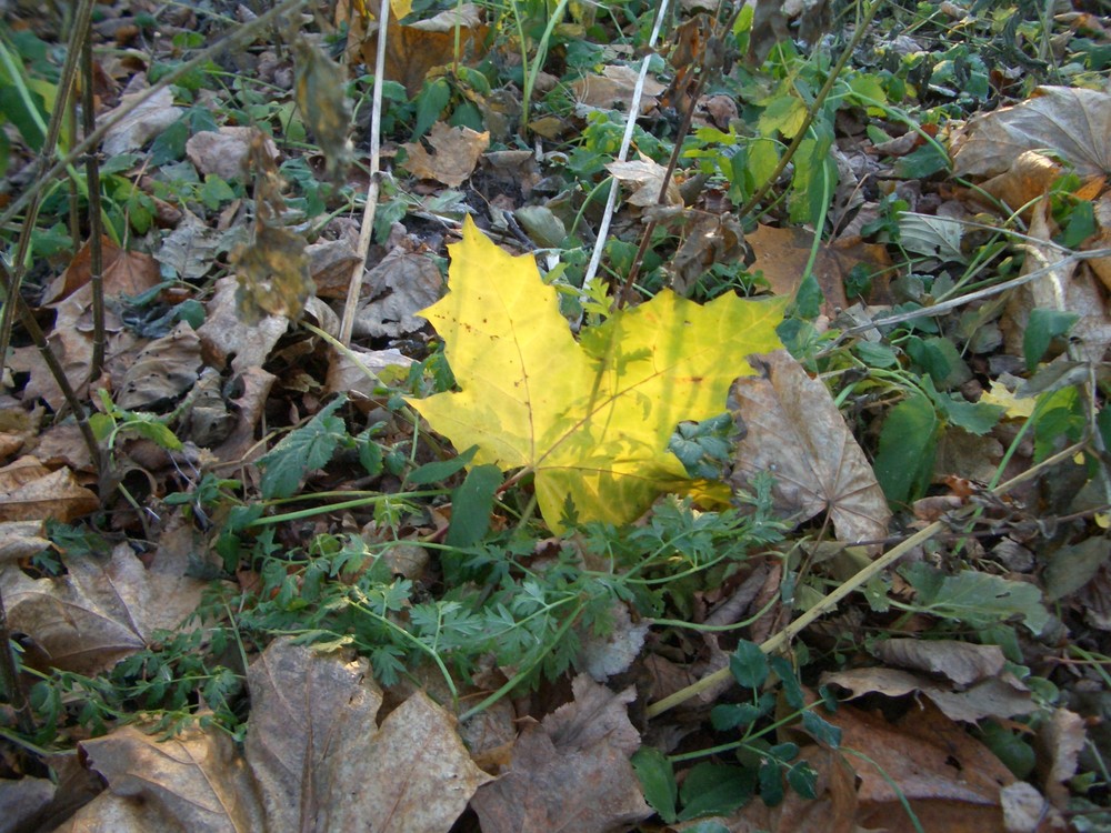 Der Herbst "zuendet an" :))