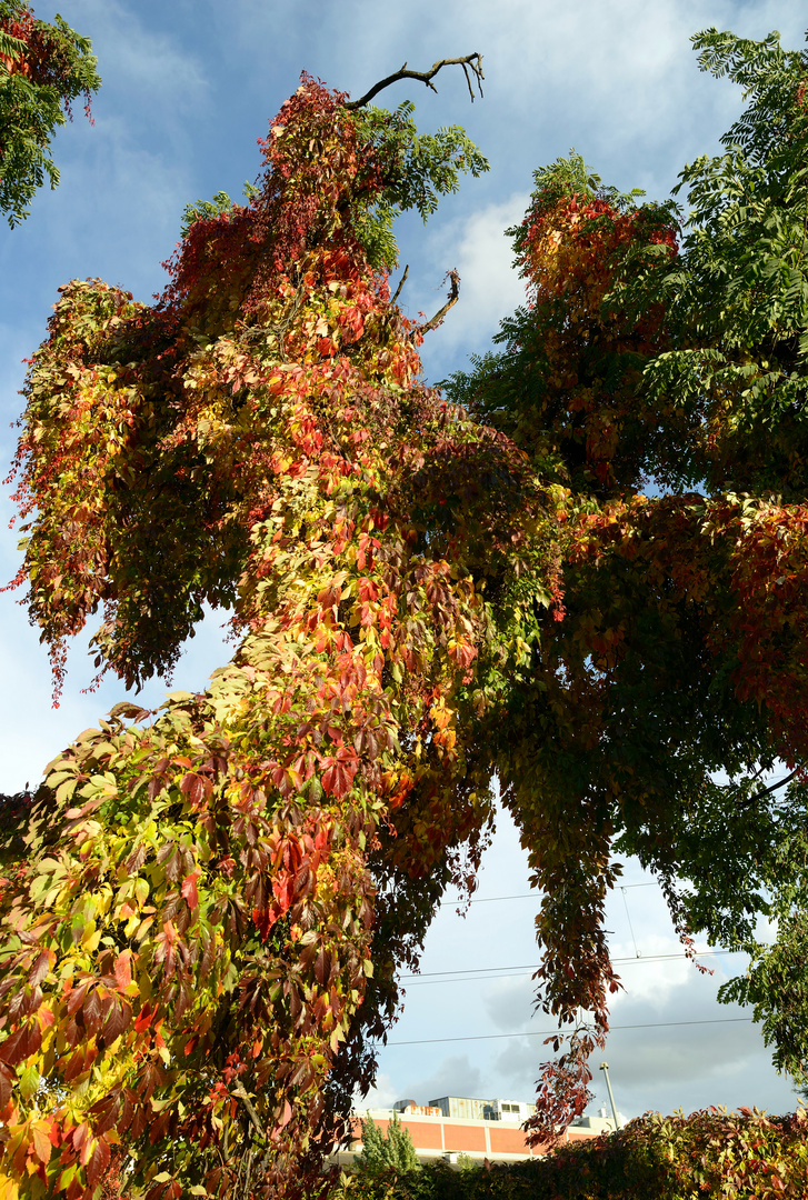 Der Herbstbaum