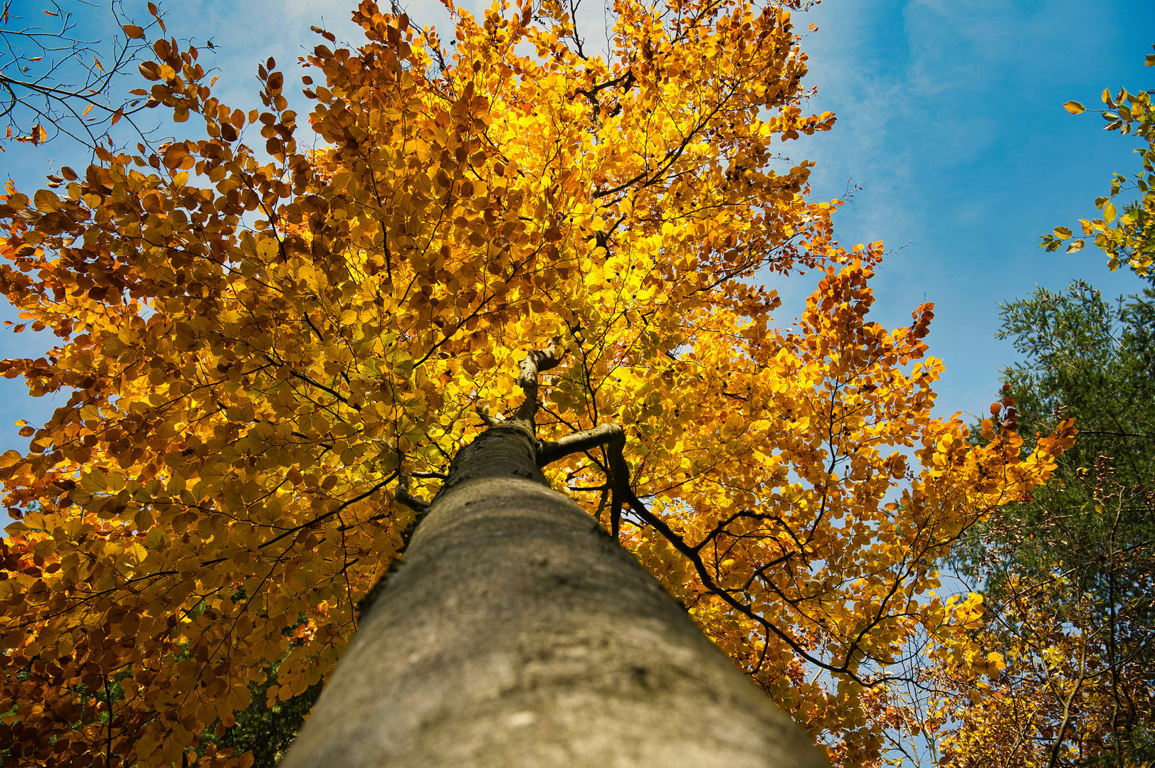 Der Herbstbaum