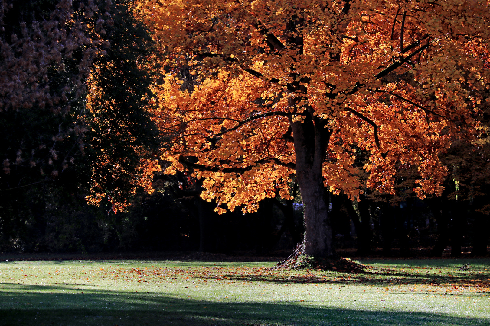 Der Herbstbaum