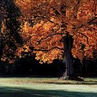 Der Herbstbaum