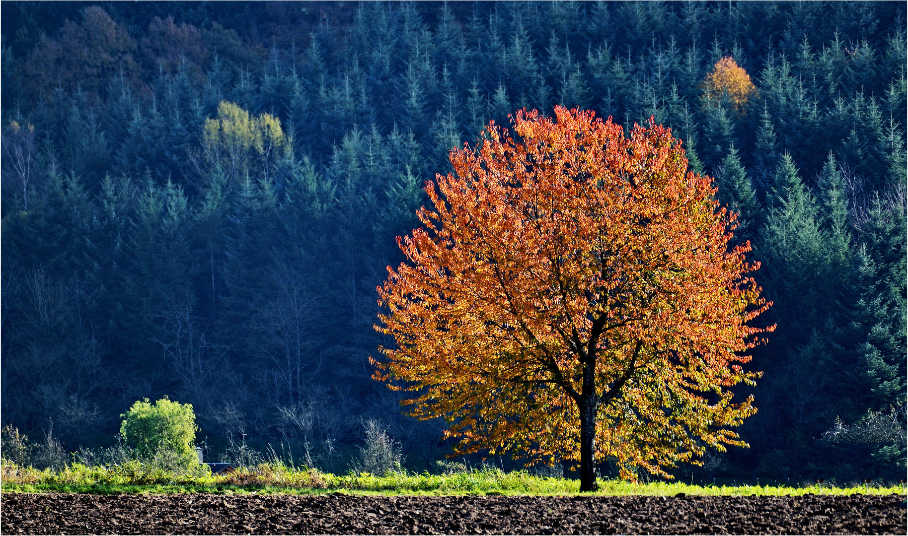 Der Herbstbaum 