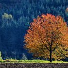 Der Herbstbaum 