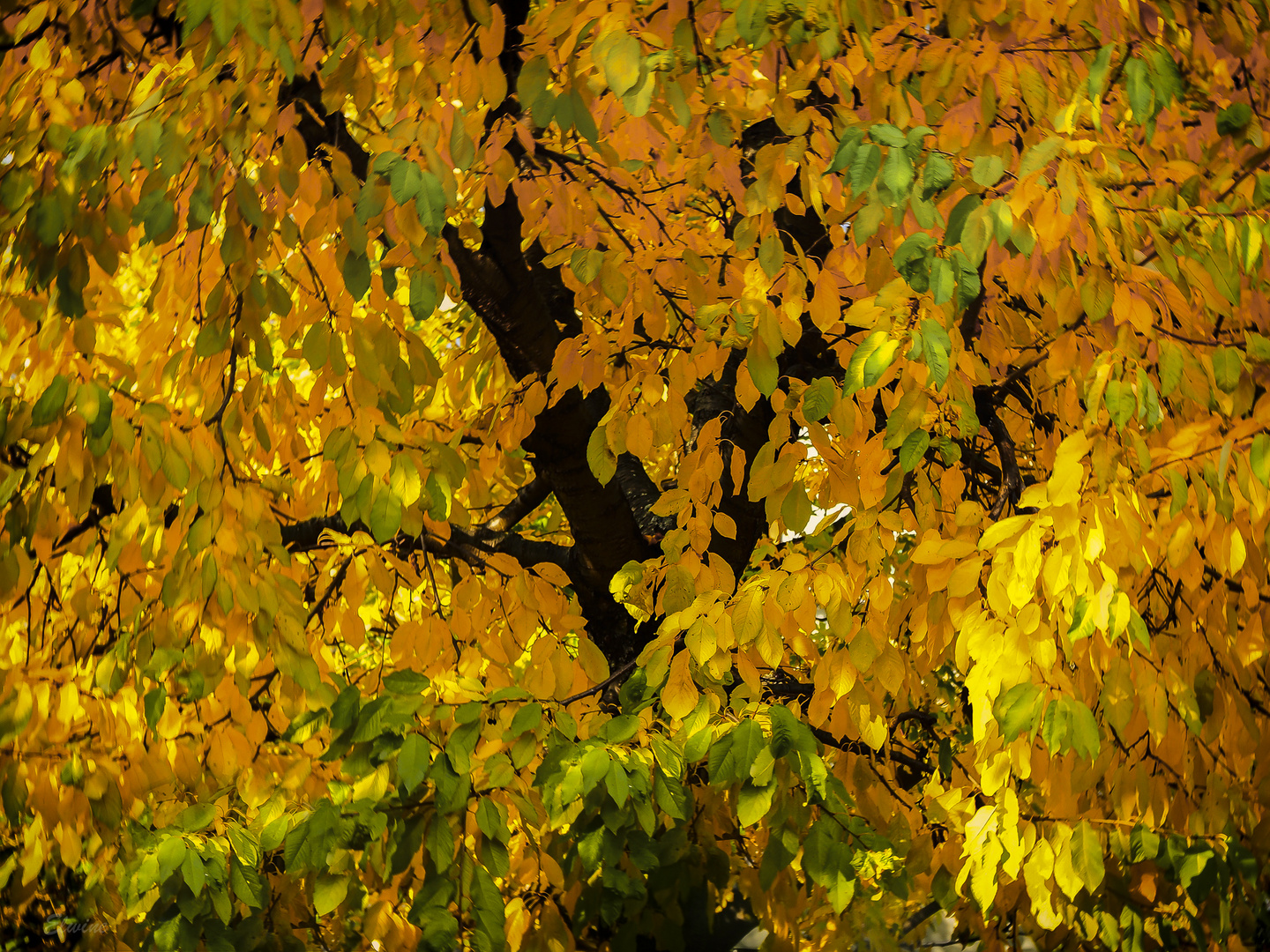 Der Herbstbaum