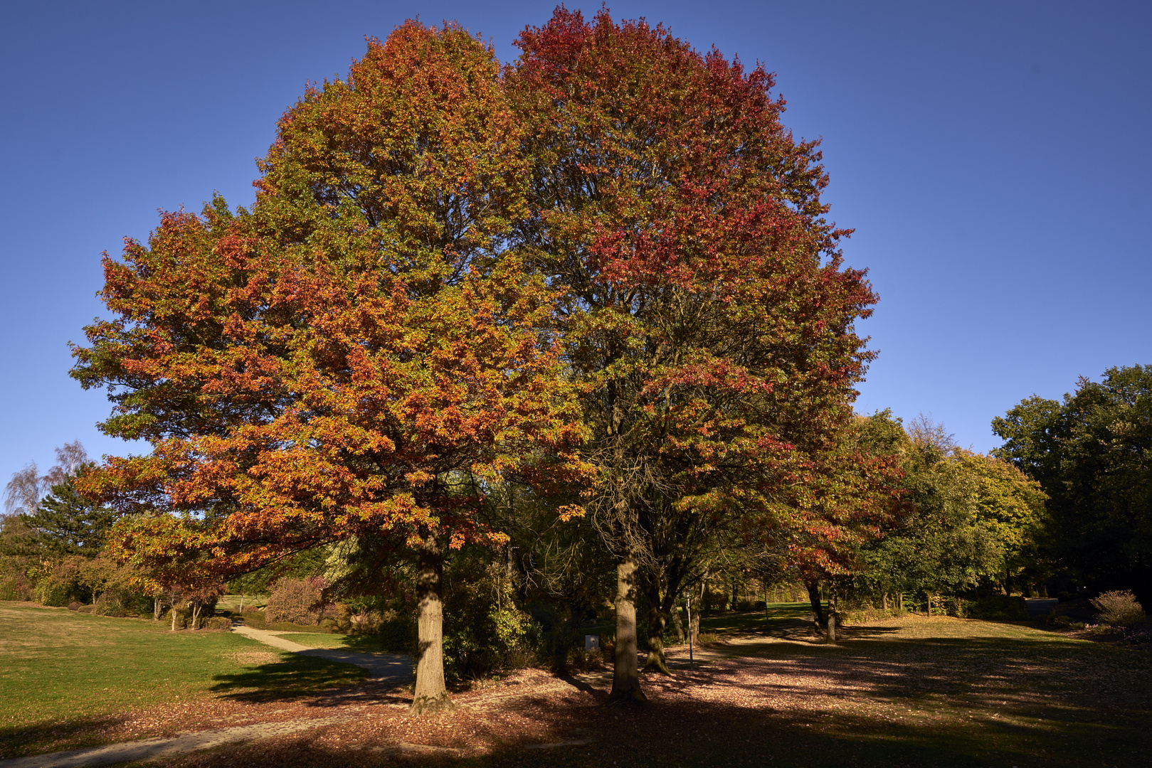 Der Herbstbaum