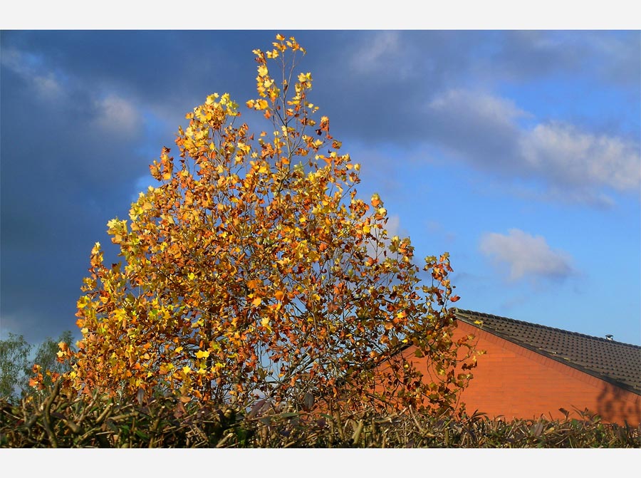 Der Herbstbaum