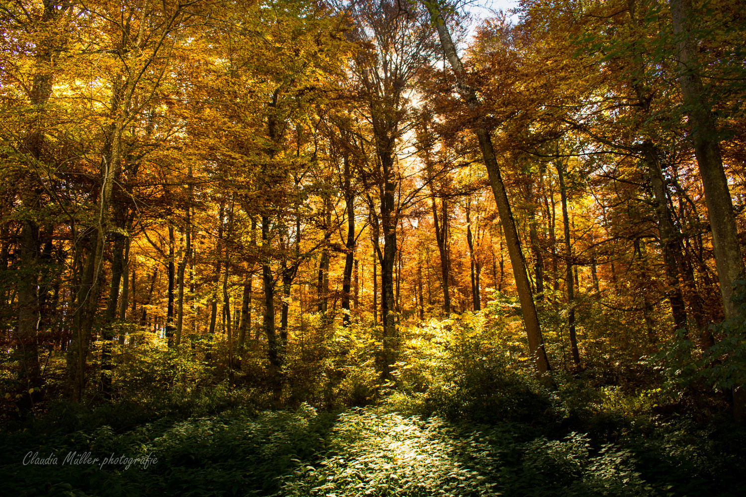 Der Herbstblattmaler