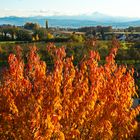 Der Herbstblick aus meinem Fenster